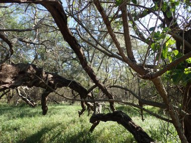 Plaj orman ağaçlarında