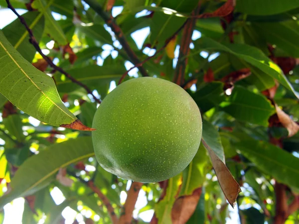 Il mango verde pende dall'albero — Foto Stock