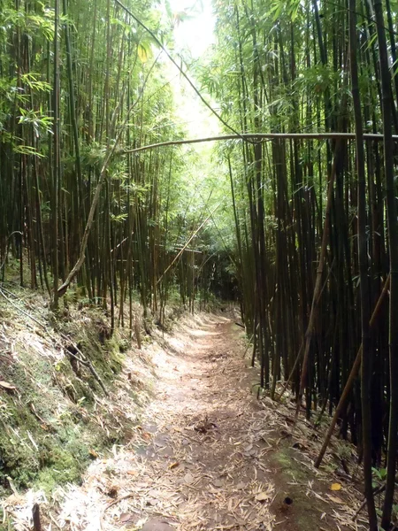 Trail in Bamboo Forest — Stock Photo, Image