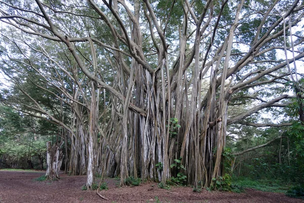Óriás arbor régi banyan fa — Stock Fotó