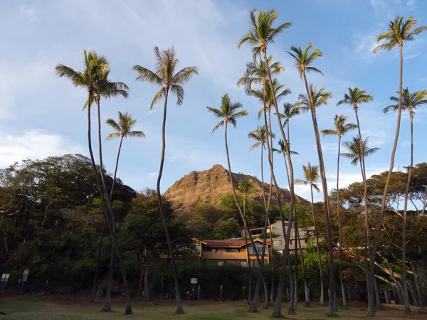 Tall kokospalmen op Leahi Beach Park met mooie huizen en iconi — Stockfoto