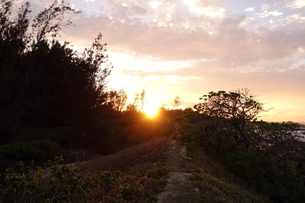 Pôr do sol através das árvores ao longo de um caminho de terra junto ao oceano — Fotografia de Stock