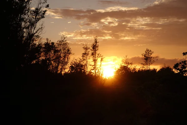 ノース ・ ショアの木 々の間から夕日 — ストック写真