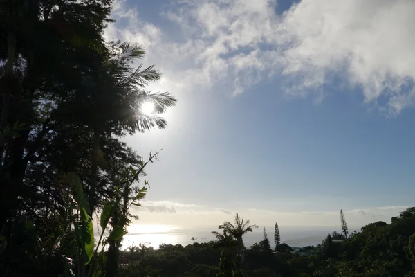 Sun begins to set over the ocean shinning through the tree — Stock Photo, Image