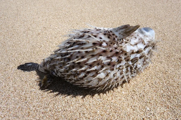 Havaiano manchado Pufferfish aka sapo peixe lavado em uma praia — Fotografia de Stock