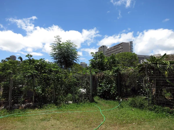 Jardin communautaire dans le parc Ala Wai à Honolulu — Photo