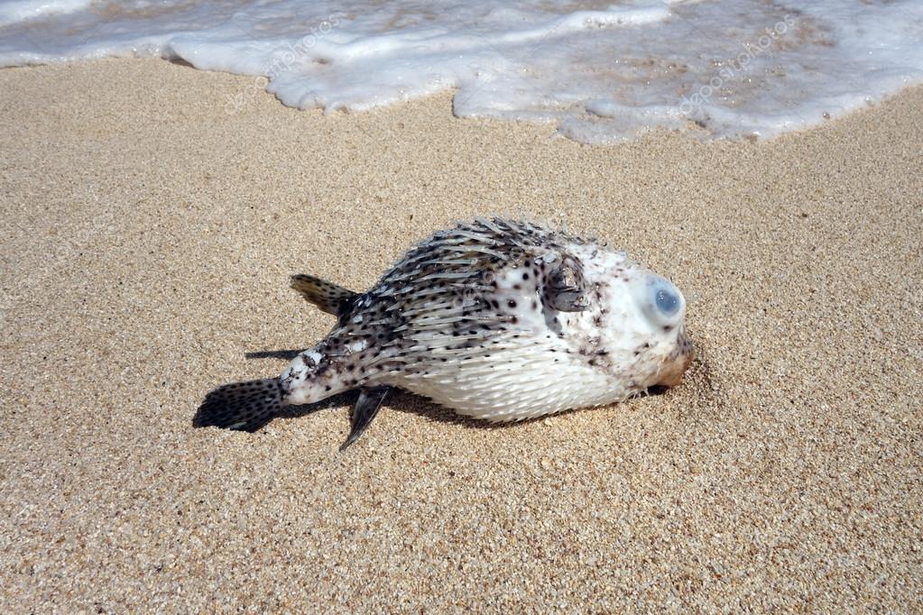 Hawaiian Spotted Pufferfish aka toad fish washed up on a beach Stock