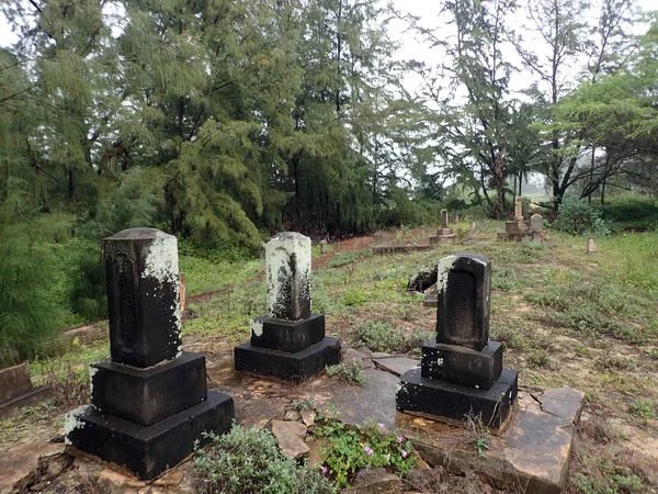 Ironwood ağaçları arasında büyümüş tarihi ıslak mezarlık — Stok fotoğraf