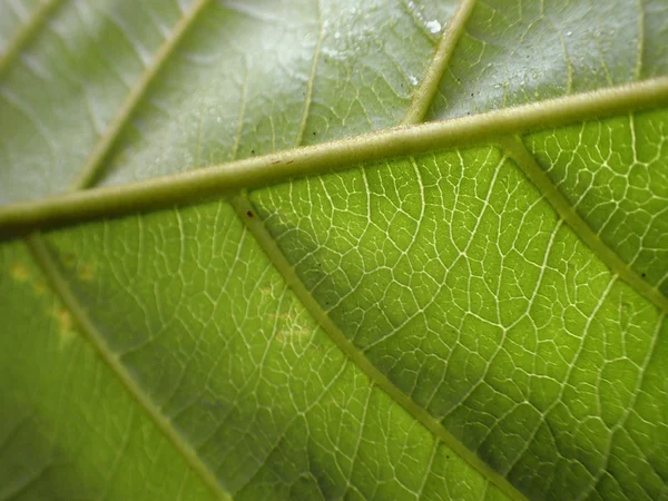 Świeże zielone liści tekstury makro zbliżenie — Zdjęcie stockowe