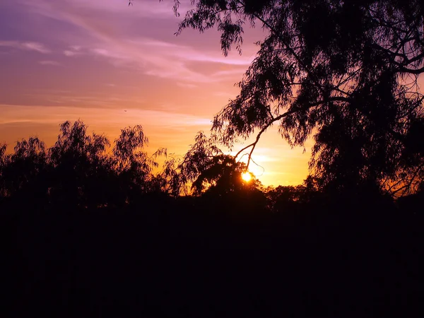 Coucher de soleil éclatant à travers les feuilles d'un arbre dans les montagnes un — Photo