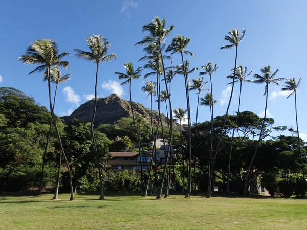 Vysoké kokosové palmy na Leahi Beach Park — Stock fotografie