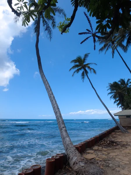 Coconut trees hang over stone path along cliff shore next to sha — Stock Photo, Image