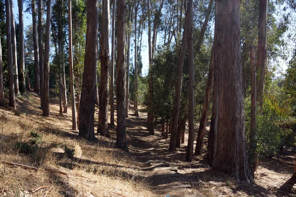 Brud droga spada w suchym lesie w Berkeley — Zdjęcie stockowe