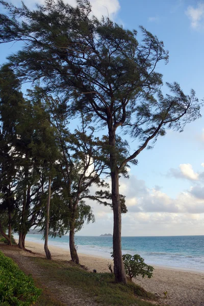 Διαδρομή με Ironwood δέντρα επενδεδυμένα με χόρτα κατά μήκος της ακτής — Φωτογραφία Αρχείου