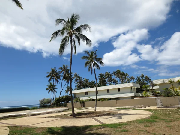 Dva kokosová Palma stojí v buldozerem hodně Beach — Stock fotografie