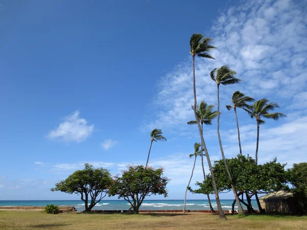 Kokospalmen hängen über Steinpfad am Steilufer neben dem Strand — Stockfoto