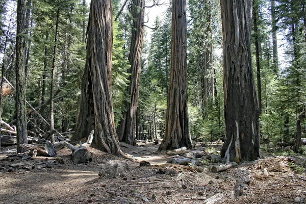 Yosemite Ulusal Parkı — Stok fotoğraf