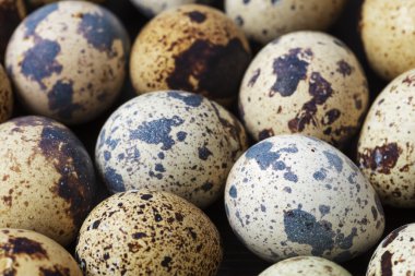 Bıldırcın yumurtası çekim kapatın. rengarenk deniz hayvanı kabuğu