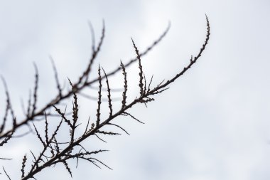 Deniz cehri dalları bahar yaprakları ile