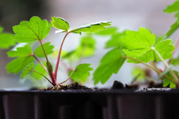 Pequeños brotes de plántulas — Foto de Stock