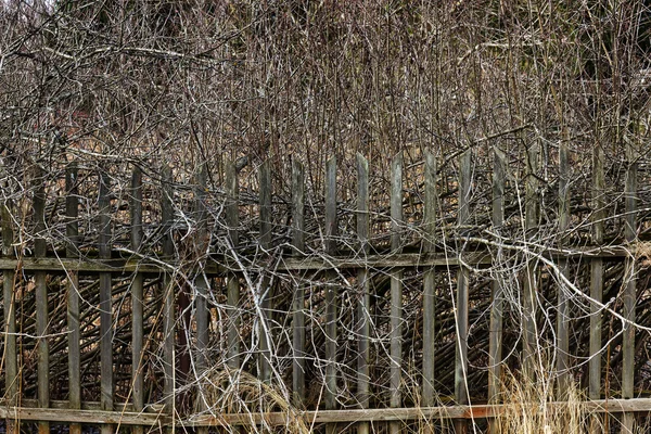 Старый шаткий деревянный забор с выступающими ветвями куста — стоковое фото