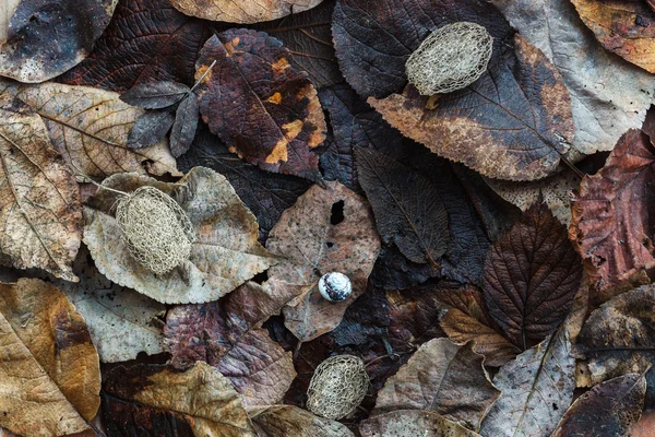 Hojas húmedas de otoño y frutos secos de pepino chorreando — Foto de Stock