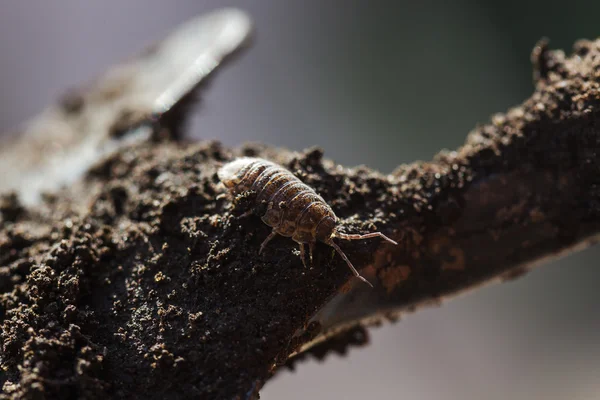 Parasita de insetos no chão com uma pá — Fotografia de Stock