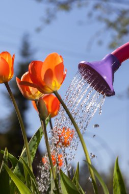 Sulama olabilir üzerinden kırmızı lale sulama. 