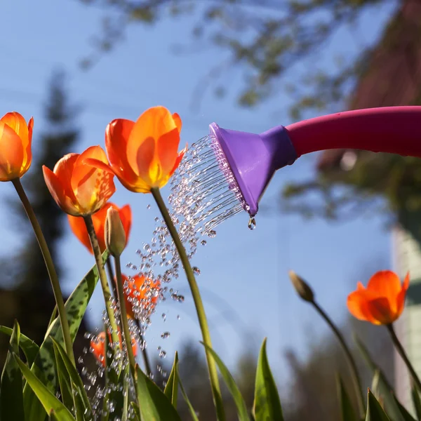 Riego de tulipanes rojos de una regadera . —  Fotos de Stock