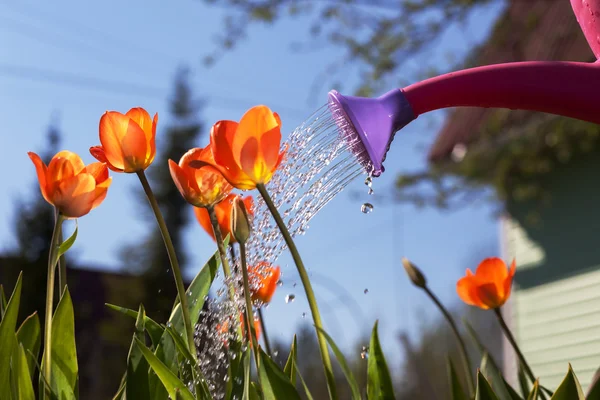 Annaffiare tulipani rossi da un annaffiatoio . — Foto Stock