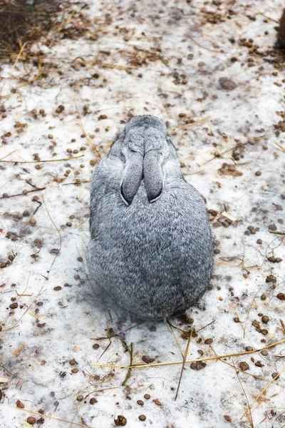 Lapin gris assis dans la neige sale . — Photo