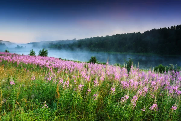 Flores de campo em um fundo de lago nebuloso. Paz e tranquilidade da noite de verão — Fotografia de Stock
