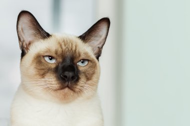 Ağır ve ciddi Tay kedi kesinlikle seyir. 