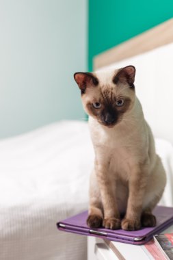 Ana bilgisayar için bekleyen tablet odada oturan Tay kedi.