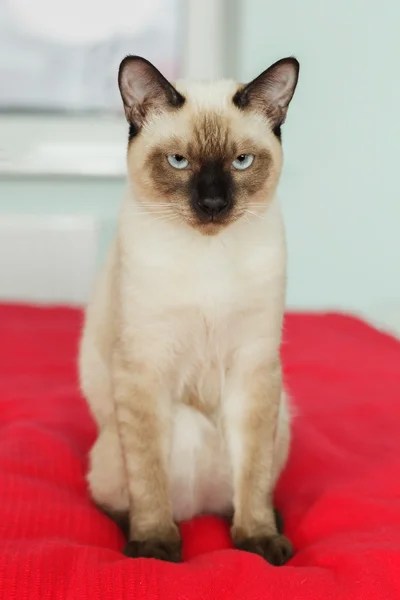 Severe and serious Thai cat looking strictly. Wait for the host. — Stock Photo, Image