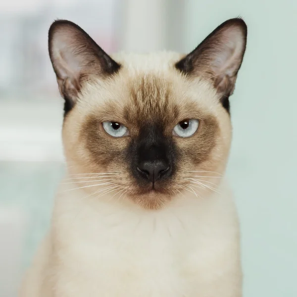 Gato tailandês grave e sério olhando estritamente . — Fotografia de Stock
