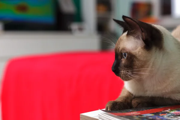 Gato tailandês sentado na mesa de cabeceira e olha para o lado . — Fotografia de Stock