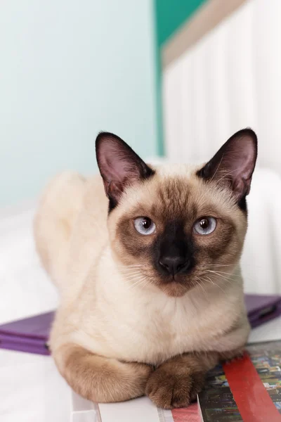 Gato tailandês sentado no tablet no quarto, esperando o anfitrião . — Fotografia de Stock