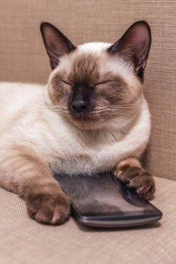 Genç güzel Tay kanepede yalan ve bir cep telefonu ile oynayan kedi. 