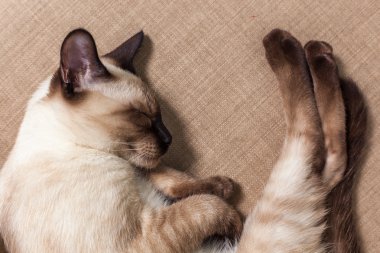 Tay kedi yatakta uyuyor.