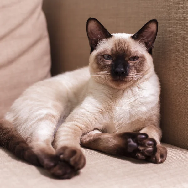 Jovem gato tailandês bonito deitado no sofá e brincando com um telefone celular . — Fotografia de Stock