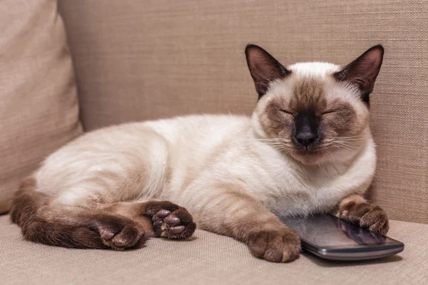 Giovane bel gatto tailandese sdraiato sul divano e che gioca con un telefono cellulare . — Foto Stock