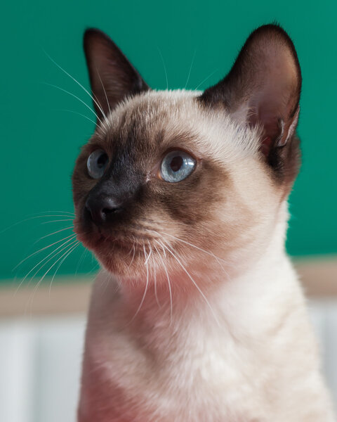 Young Thai cat looking aside. Cat intently watching something