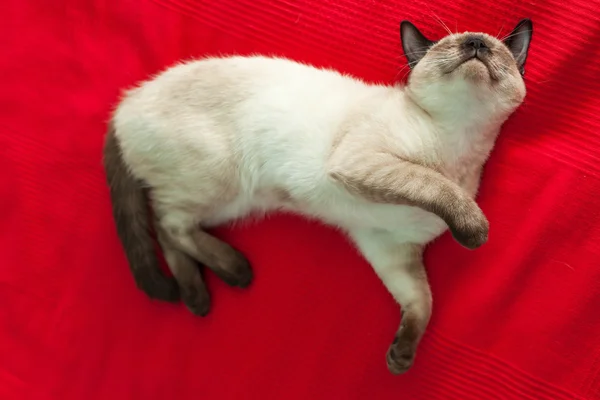 Tailandês gato dormindo na cama . — Fotografia de Stock