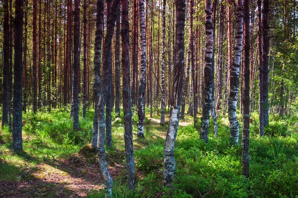 Hoher dynamischer Bereich Birkenwald am See. — Stockfoto