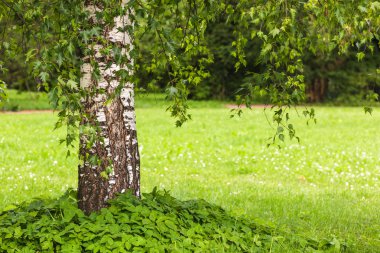 Betula pendula Dalecarlica - huş narin ile son derece nadir formu bırakır.