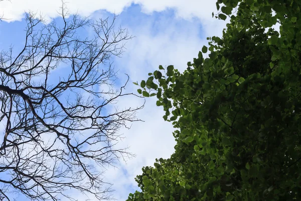 Bomen met een heleboel takken tegen de blauwe hemel met wolken. Uitzicht vanaf de bodem naar boven — Stockfoto