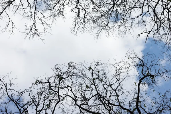 Bäume mit vielen Ästen gegen den blauen Himmel mit Wolken. Blick von unten nach oben — Stockfoto