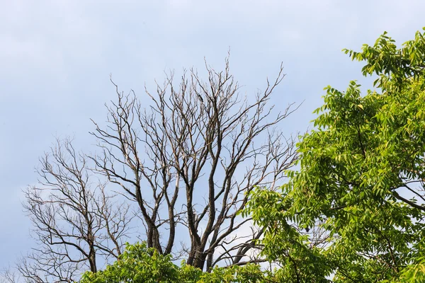 Árvores com muitos ramos contra o céu azul com nuvens. Vista de baixo para cima — Fotografia de Stock