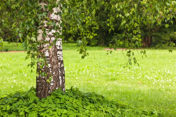 Betula pendula Dalecarlica - чрезвычайно редкая форма березы с деликатными листьями . — стоковое фото